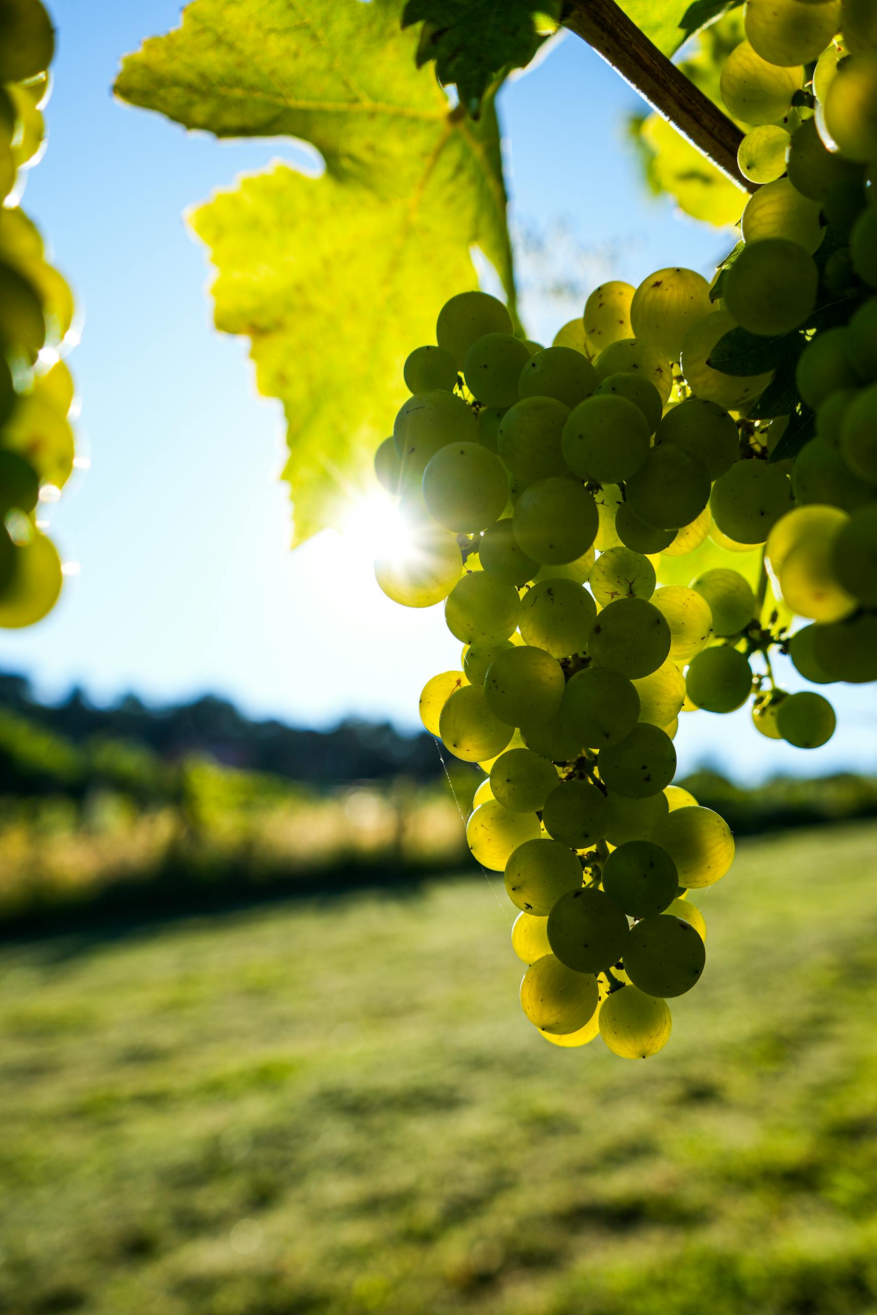 Close-up of sunlit green grapes hanging in a scenic vineyard on a sunny day.
