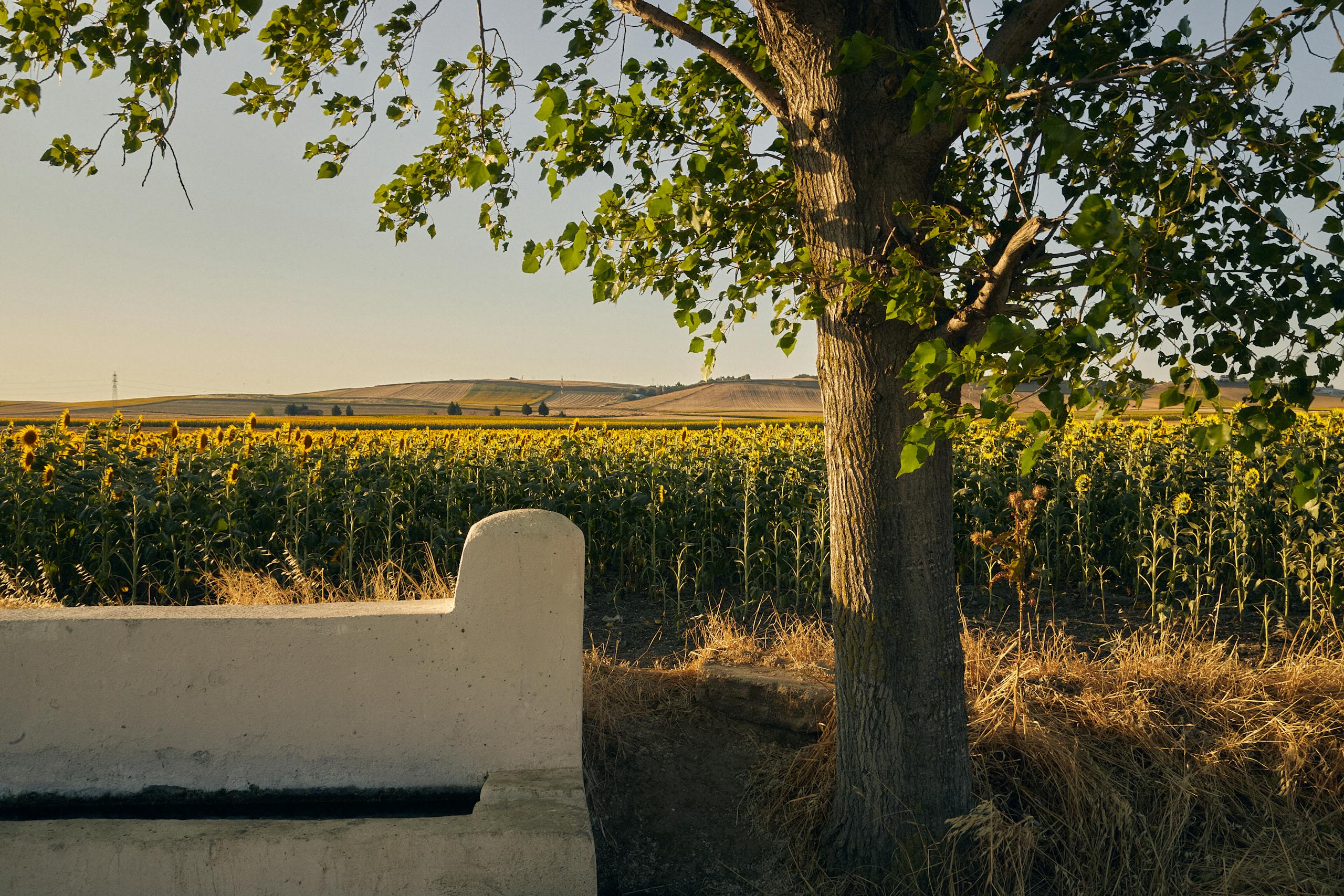 Peaceful sunflower field with tree and bench, ideal for relaxation.